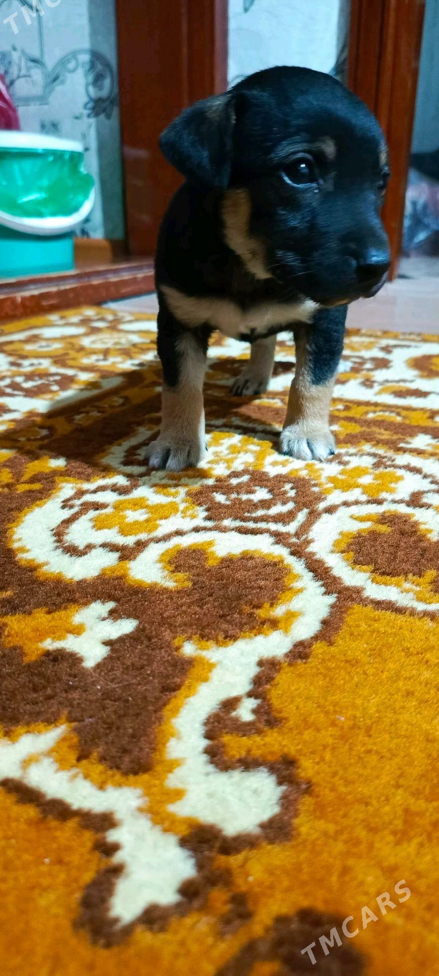 Кутята - Мары - img 8