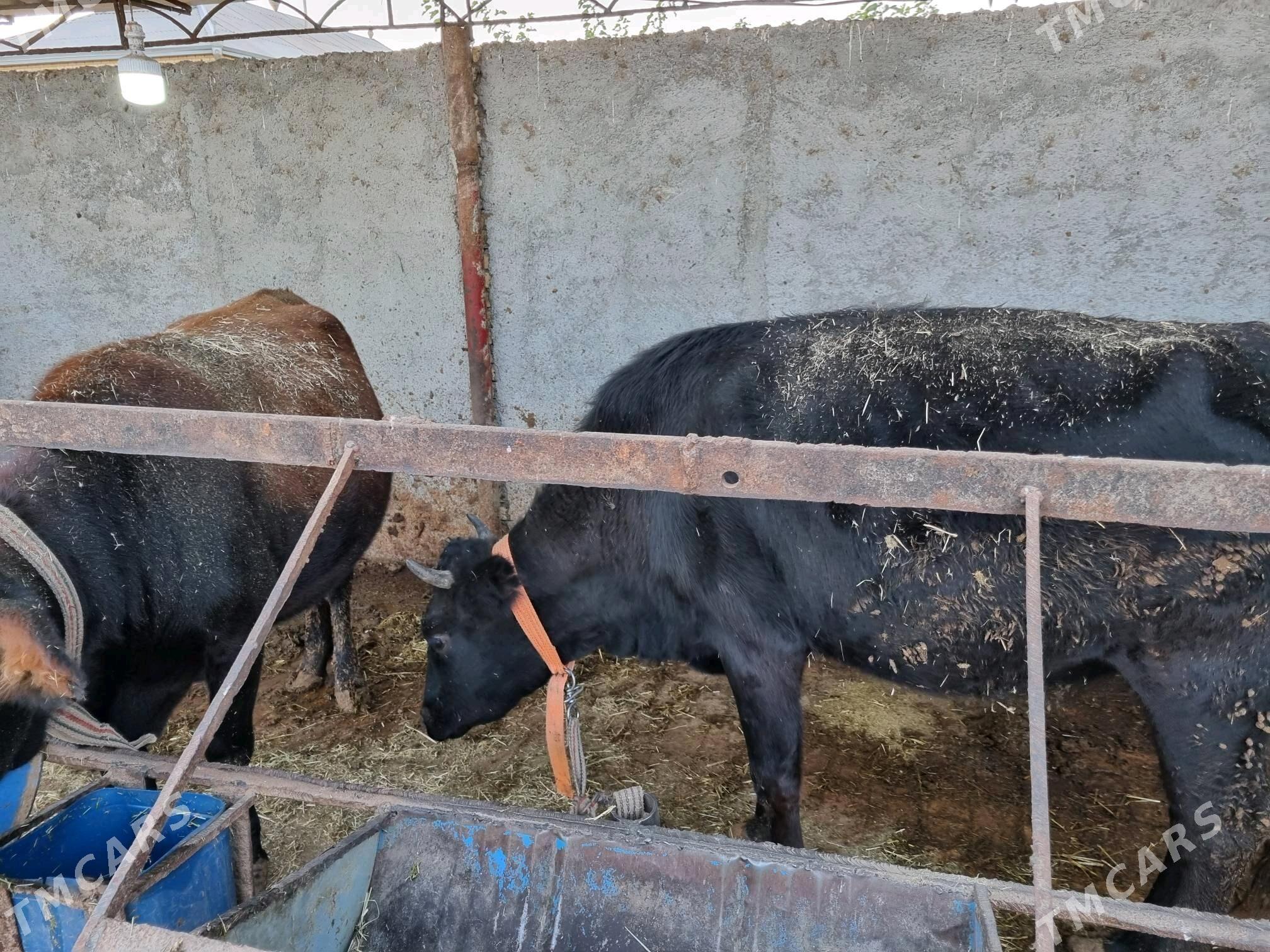 sygyrlar 13 sany - Сакарчага - img 2