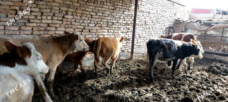 Smental unajynlar - Çärjew - img 5