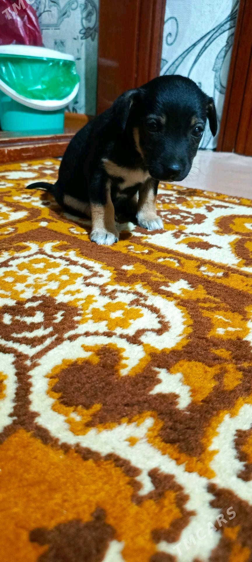 Кутята - Мары - img 9