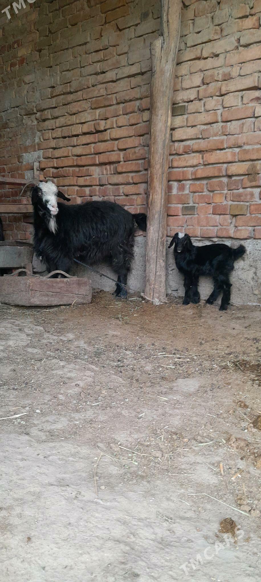 owlakly geci - Bäherden - img 1