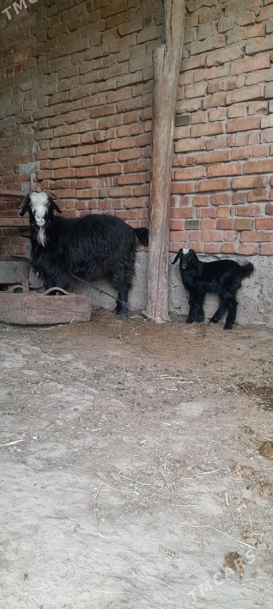 owlakly geci - Bäherden - img 3