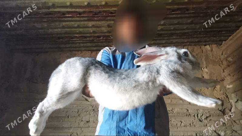 Welikan towşan - Gyzylarbat - img 9