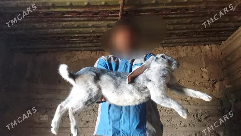 Welikan towşan - Gyzylarbat - img 10