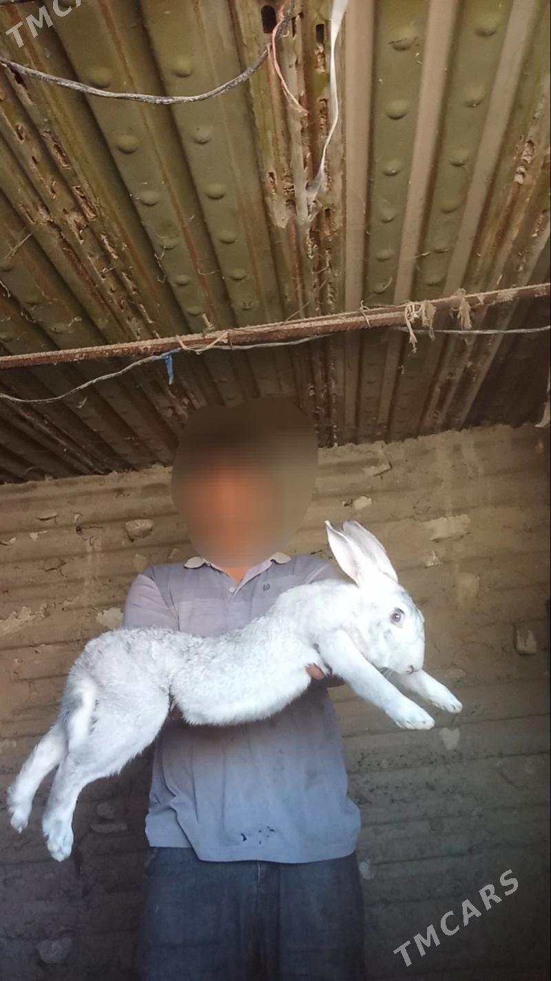 Welikan towşan - Gyzylarbat - img 4