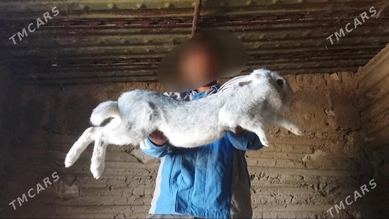 Welikan towşan - Gyzylarbat - img 7