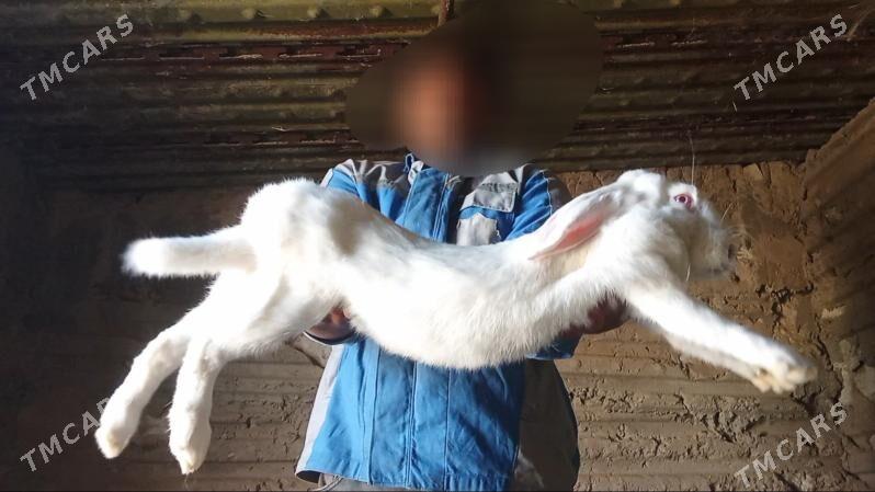 Welikan towşan - Gyzylarbat - img 6