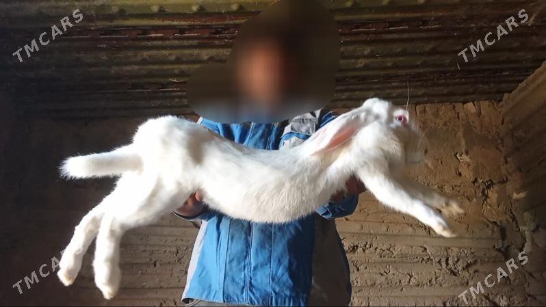 Welikan towşan - Gyzylarbat - img 2