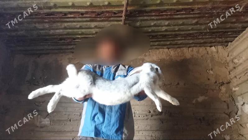 Welikan towşan - Gyzylarbat - img 8