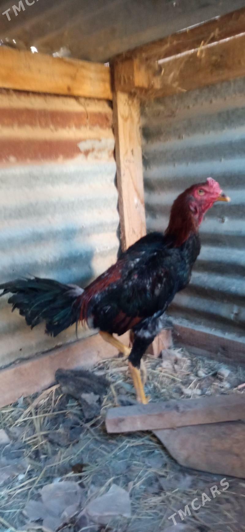 майски жужуе - Чарджоу - img 2