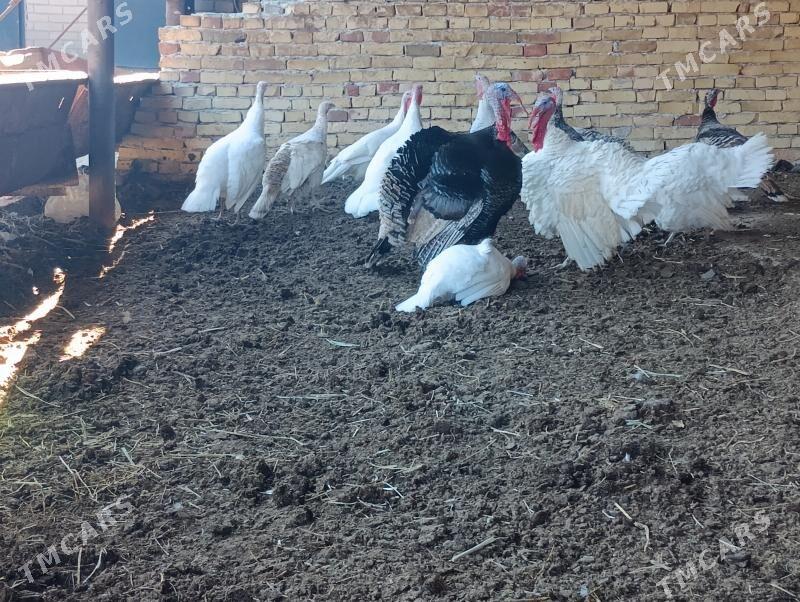 induk - Türkmenabat - img 1