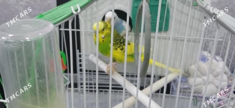 Продам пару попугаев - Гаудан "В" - img 4