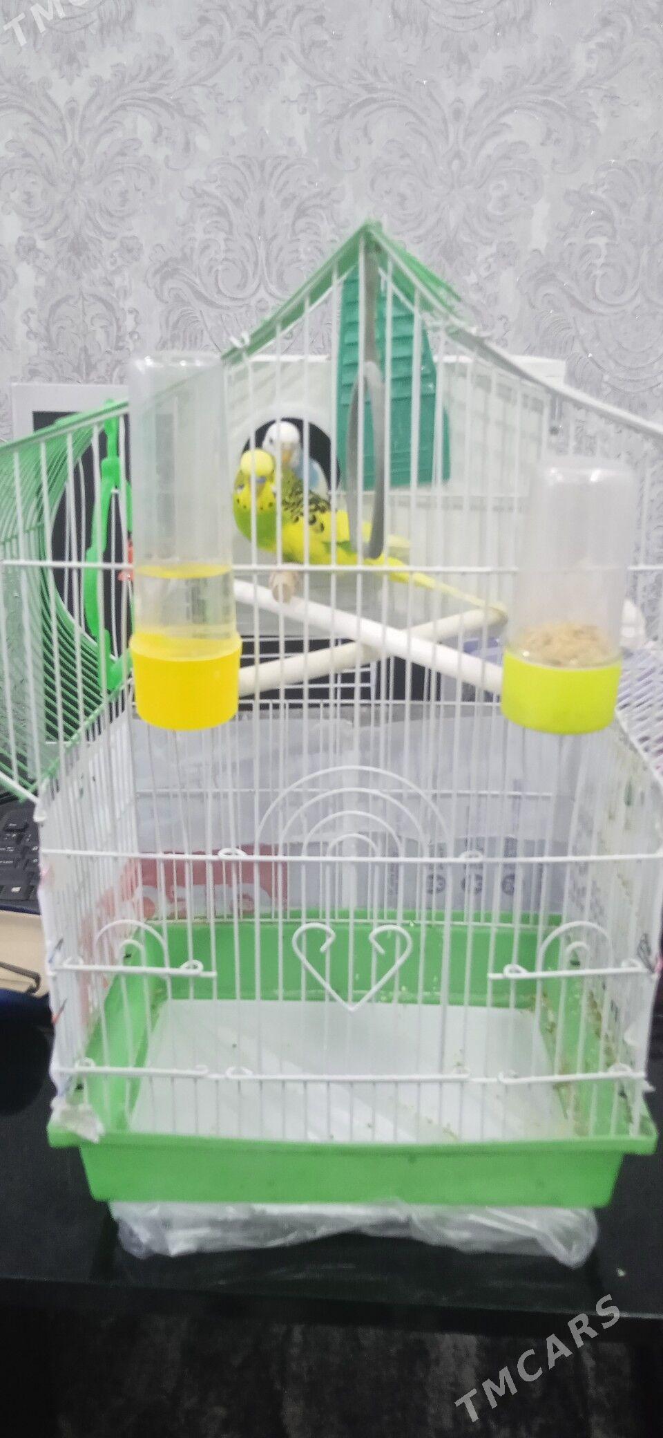 Продам пару попугаев - Гаудан "В" - img 1