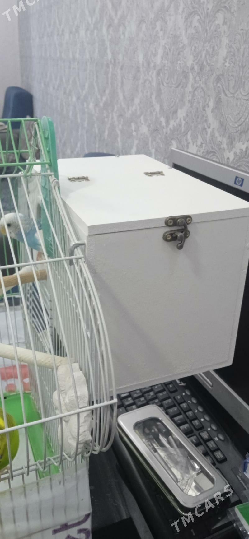 Продам пару попугаев - Гаудан "В" - img 3