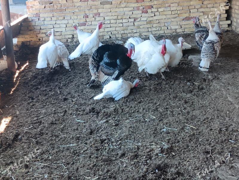 induk - Türkmenabat - img 3