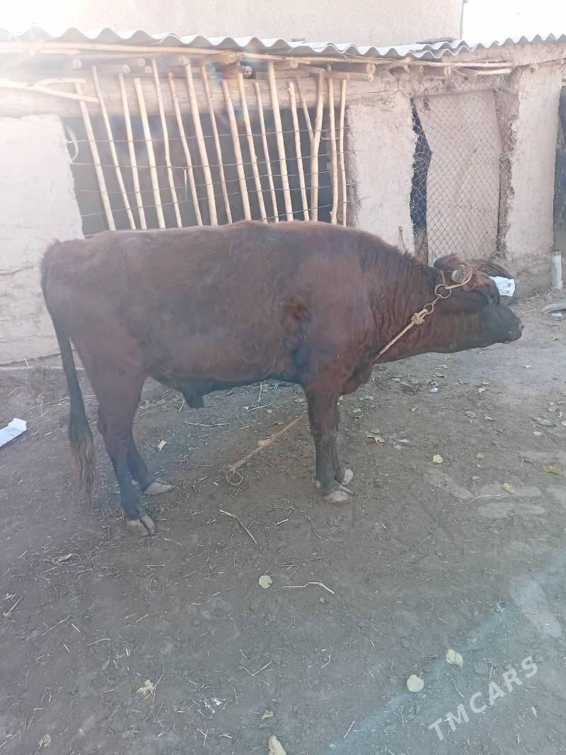 Okiz - Дашогуз - img 1