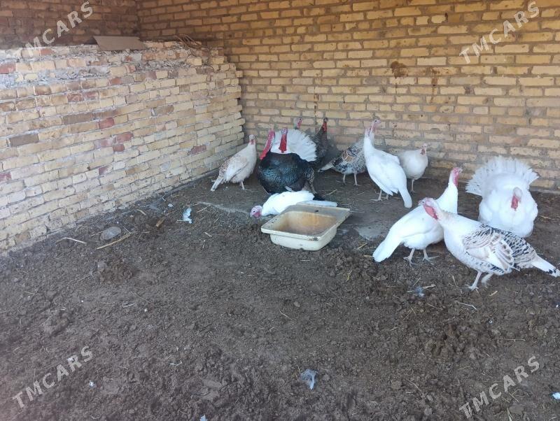 induk - Türkmenabat - img 2