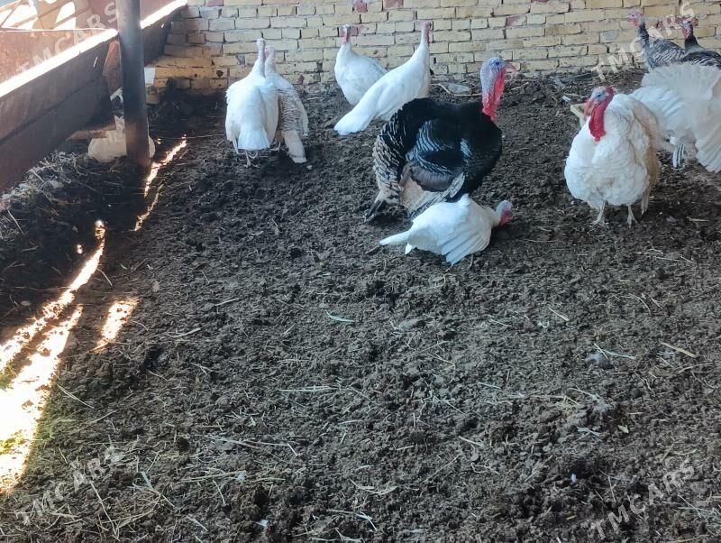 induk - Türkmenabat - img 4