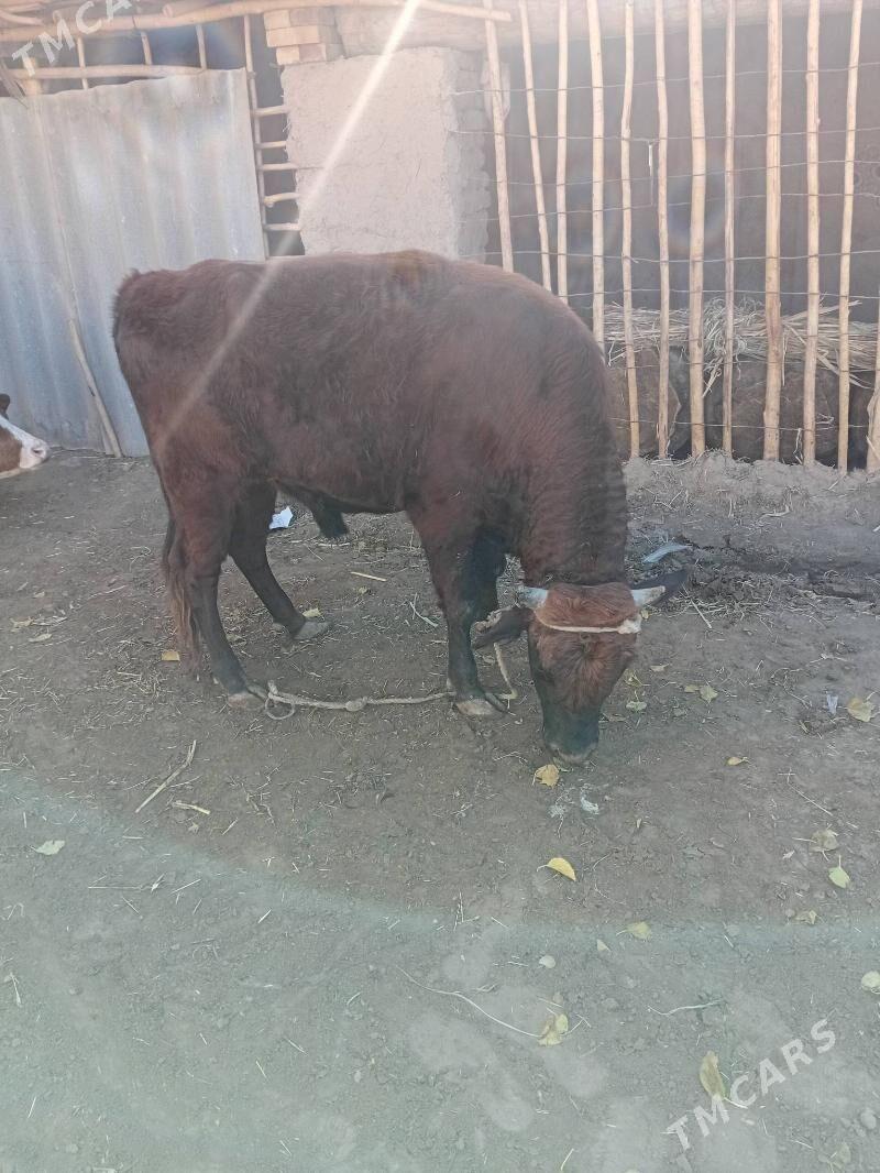 Okiz - Daşoguz - img 2