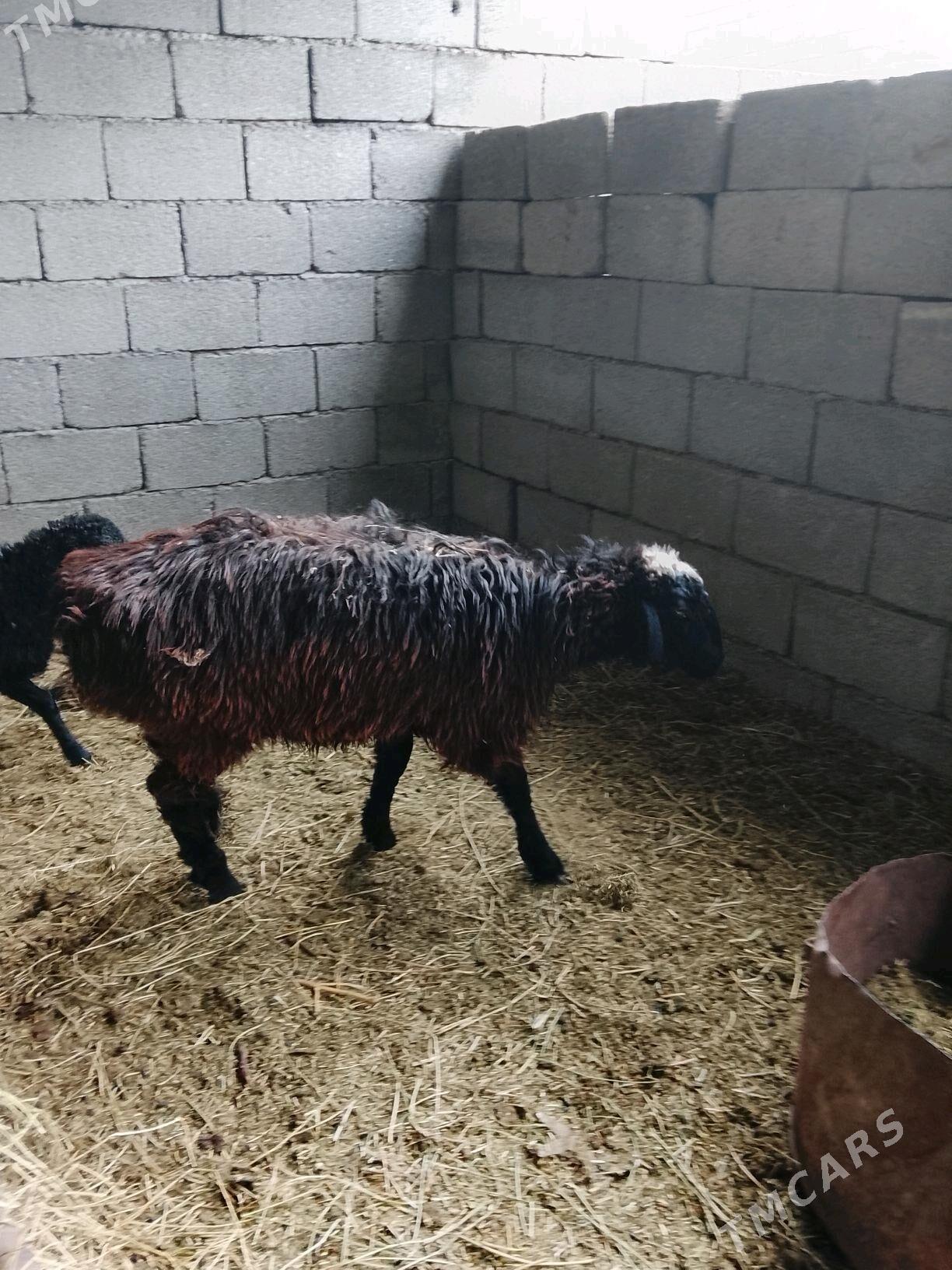 tokly - Ашхабад - img 4