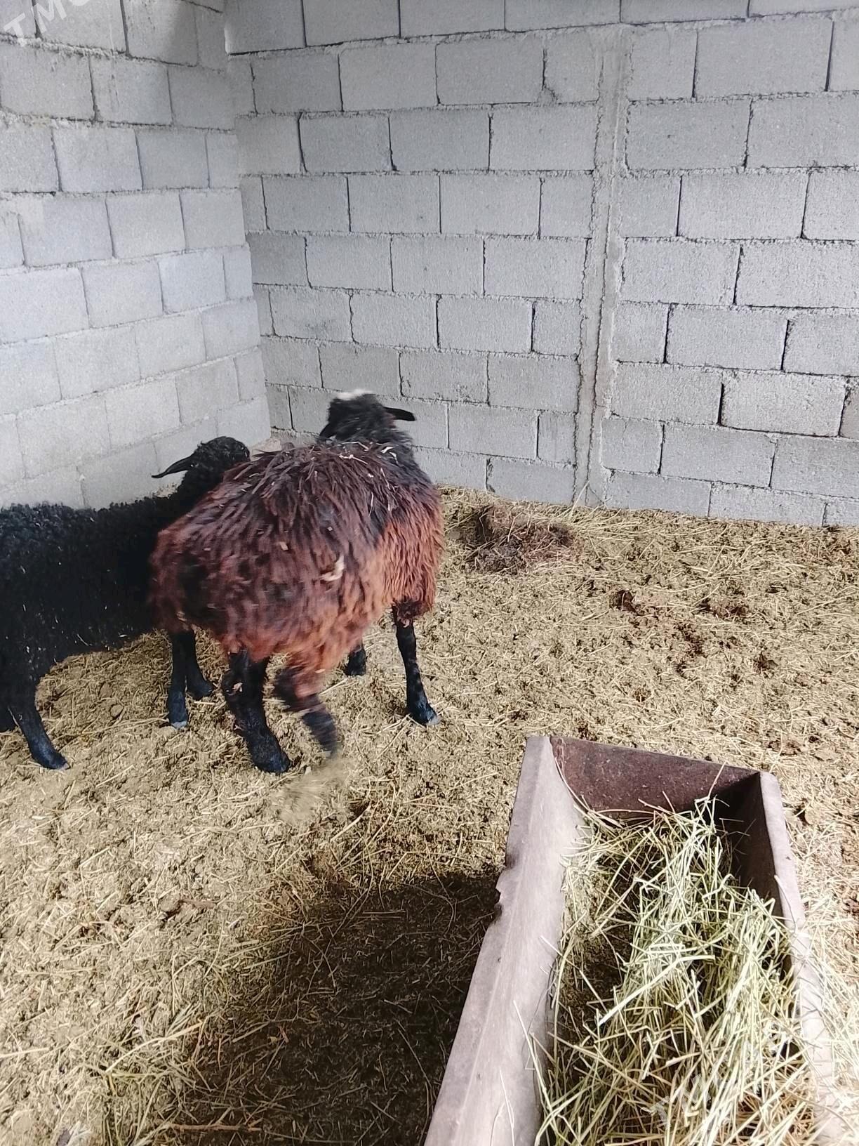 tokly - Ашхабад - img 2