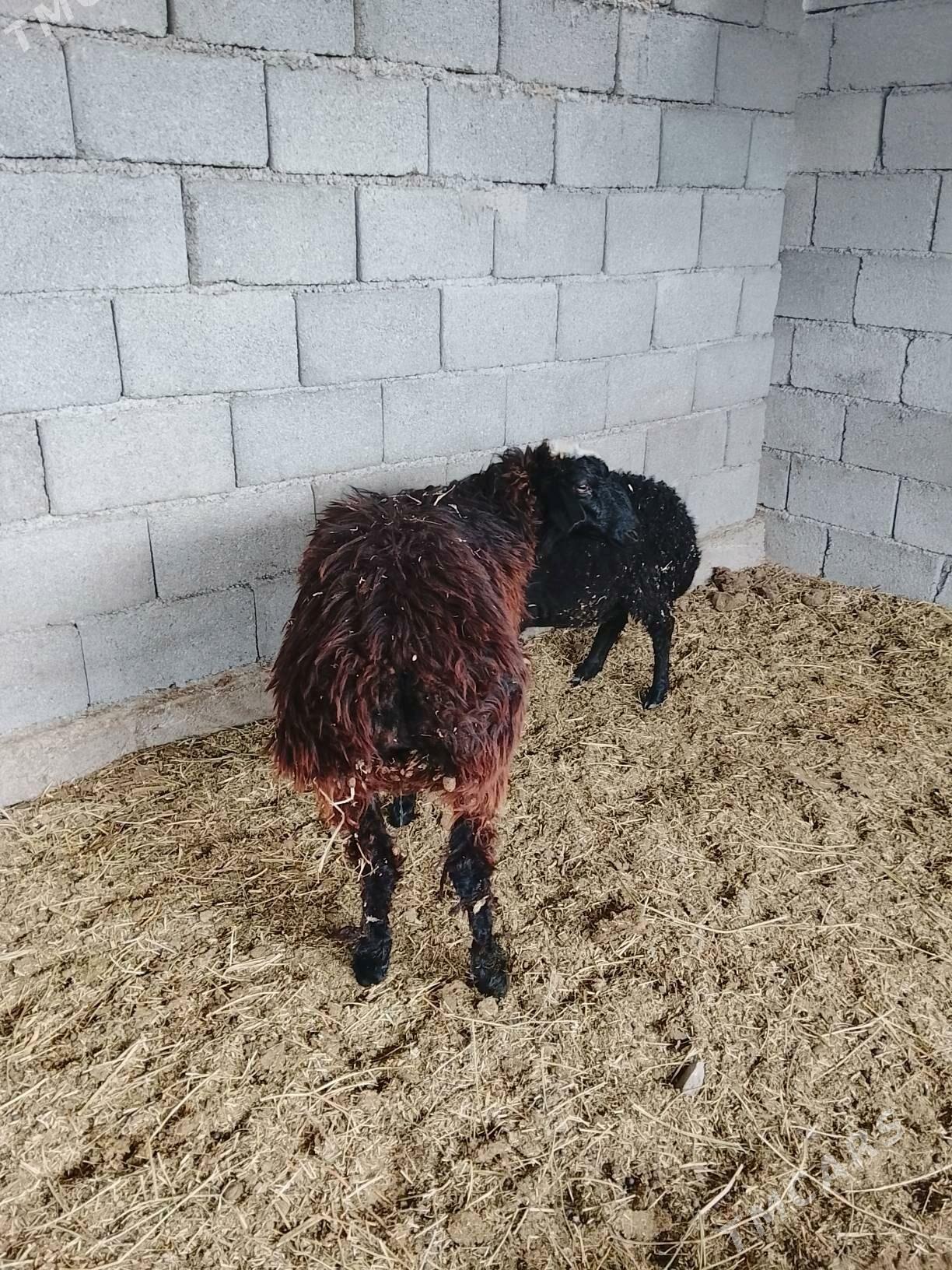 tokly - Ашхабад - img 3