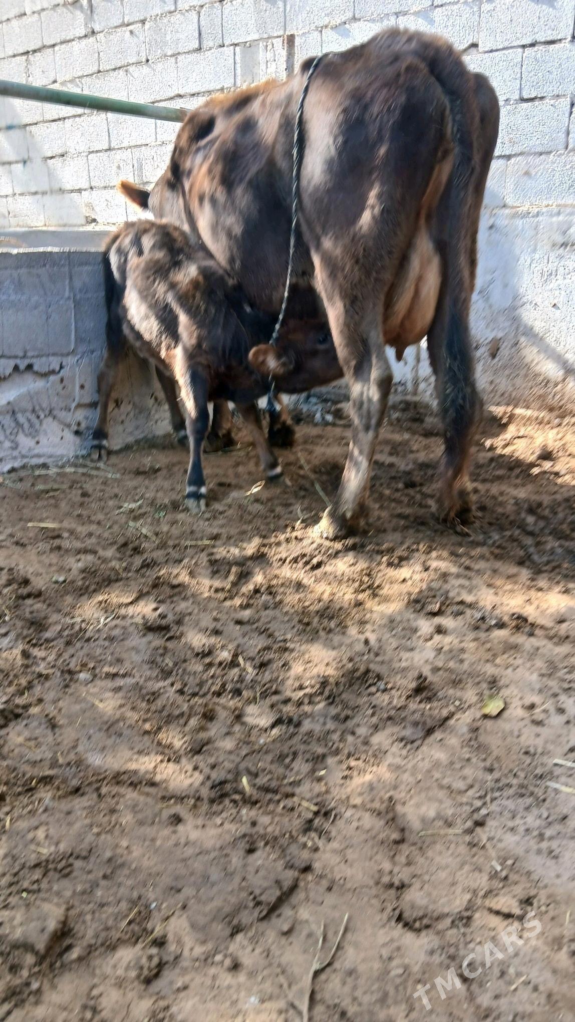 GÖLELİ SYGYR - Чоганлы - img 3