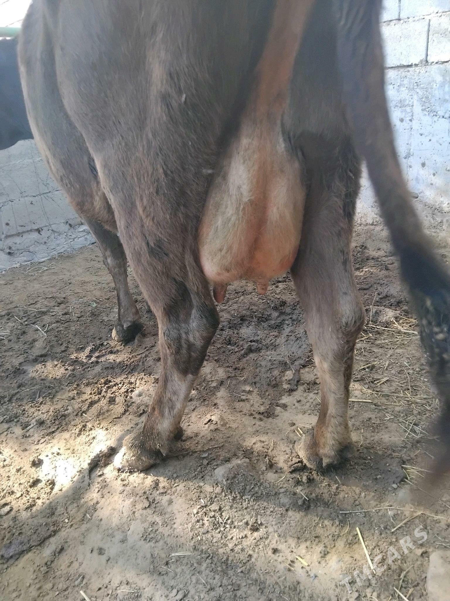 GÖLELİ SYGYR - Чоганлы - img 5