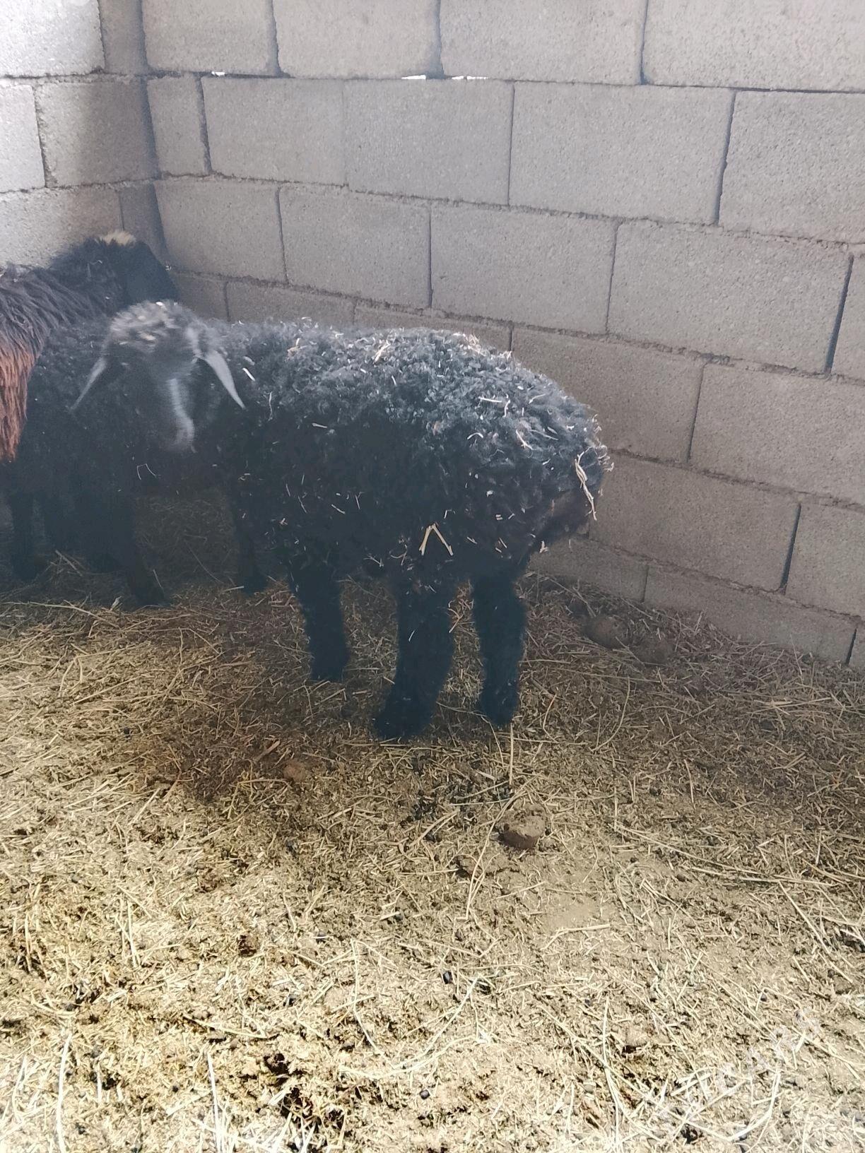 tokly - Ашхабад - img 1