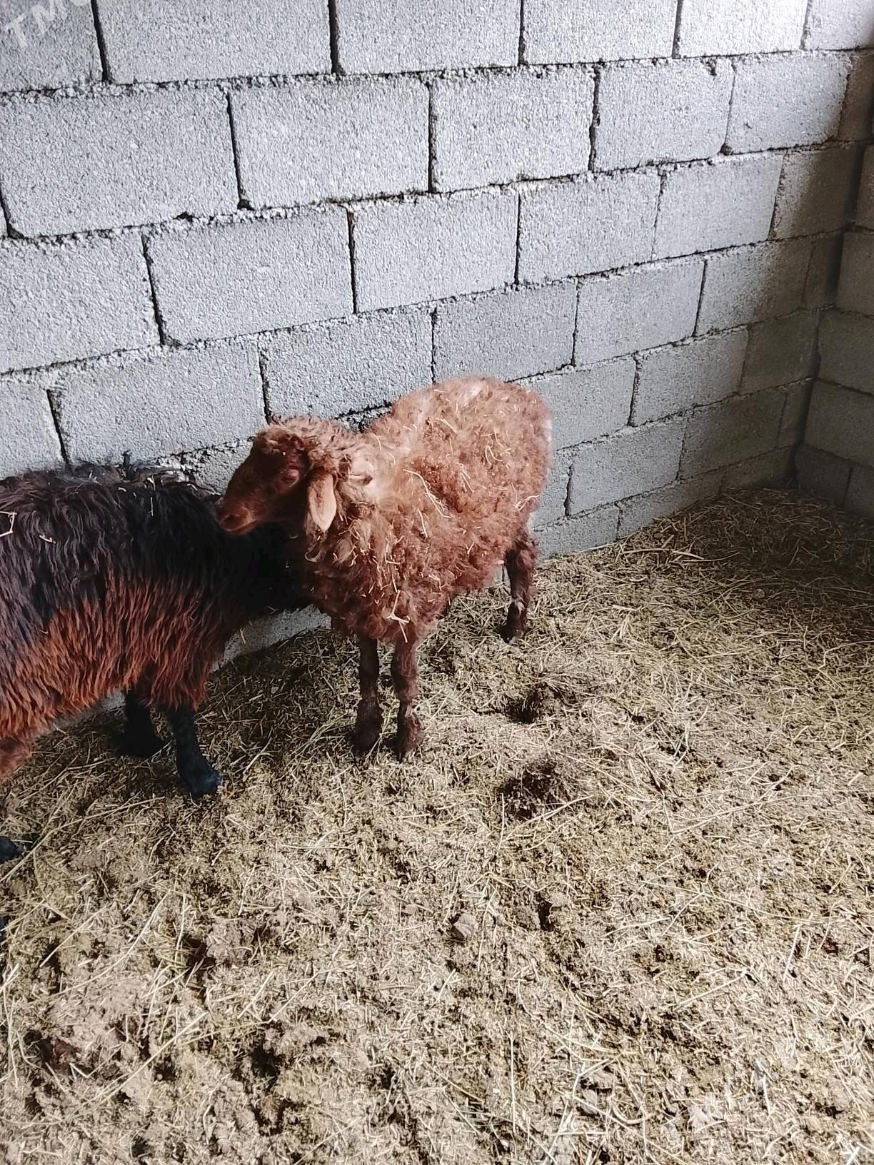 tokly - Ашхабад - img 2