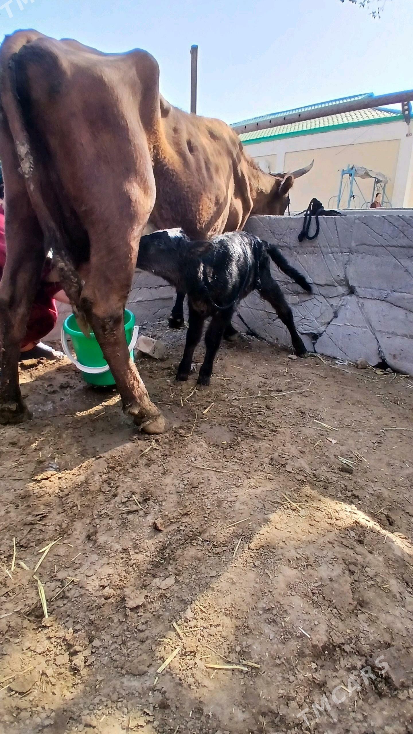 GÖLELİ SYGYR - Чоганлы - img 8