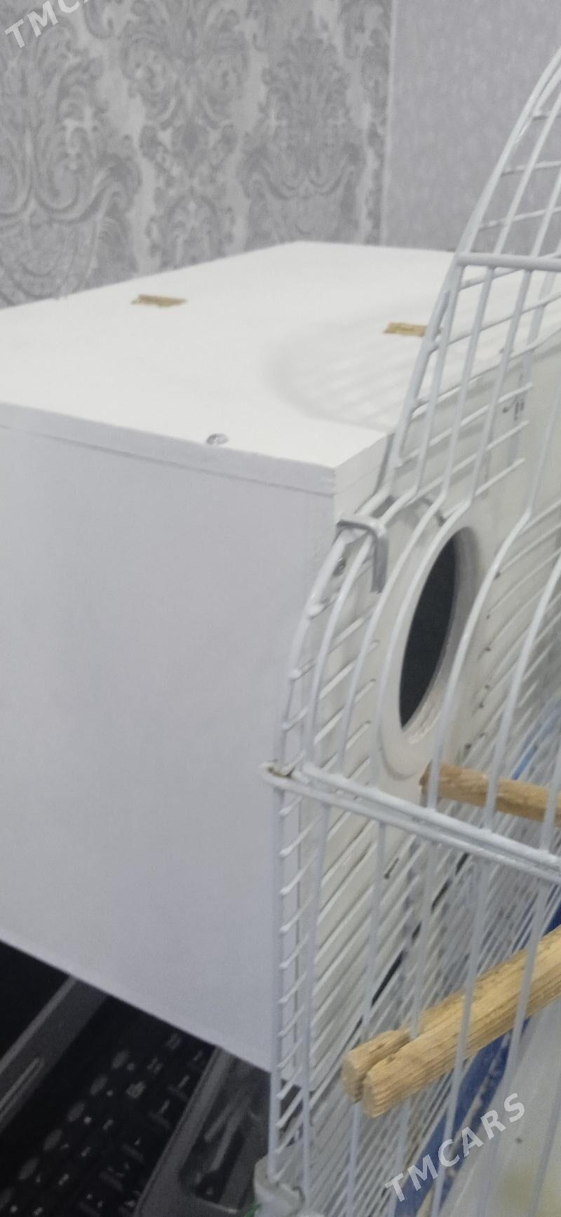 Продам пару попугаев - Гаудан "В" - img 2