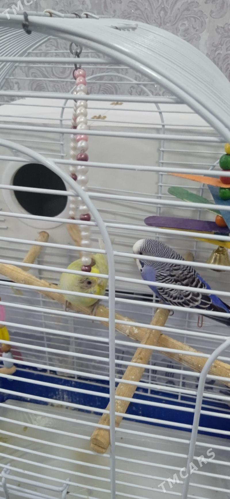 Продам пару попугаев - Гаудан "В" - img 4