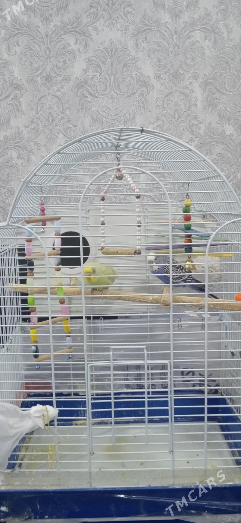 Продам пару попугаев - Гаудан "В" - img 1