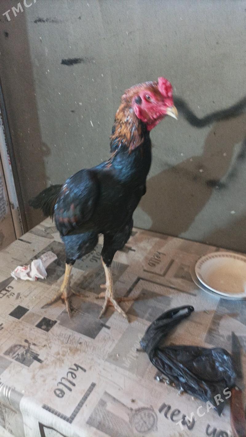 horaz - Дашогуз - img 4