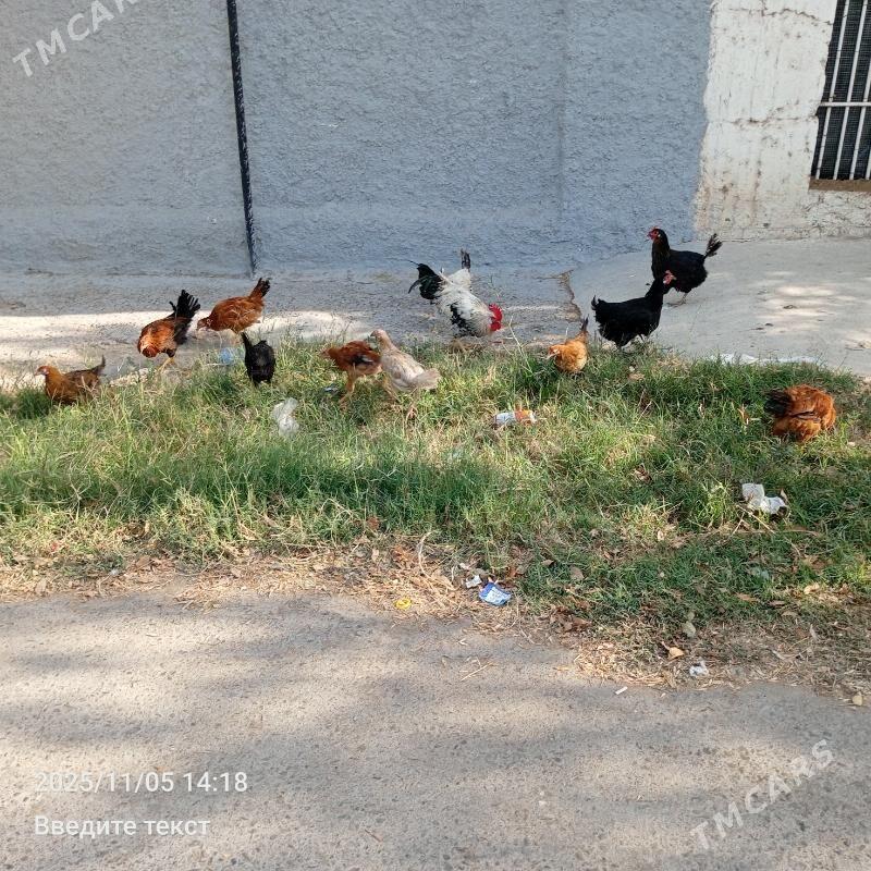 Towuk jüje - Gökdepe - img 2