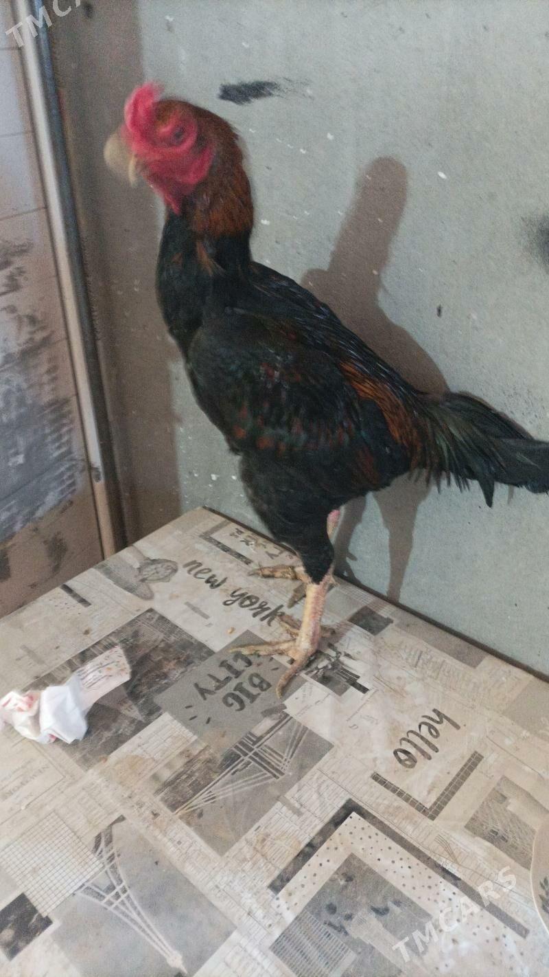 horaz - Дашогуз - img 1