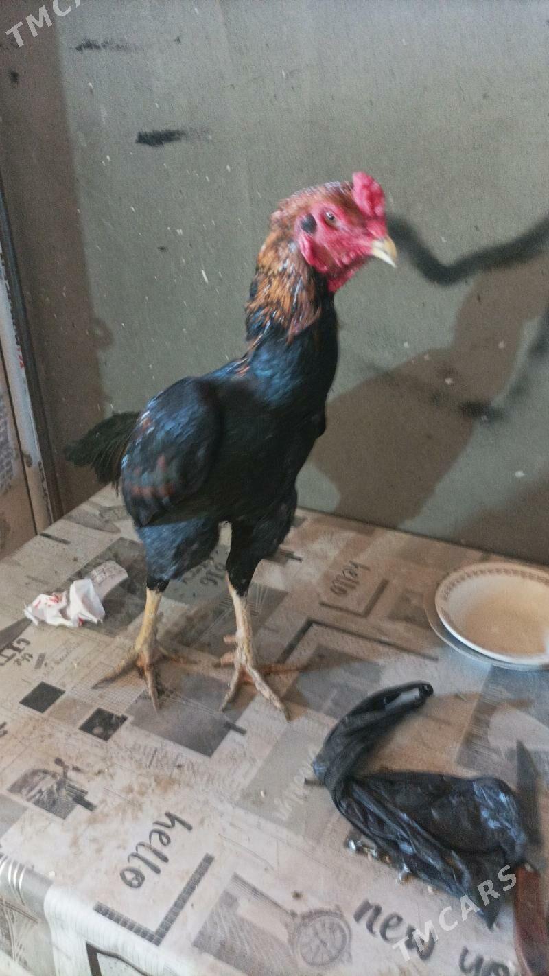 horaz - Дашогуз - img 5