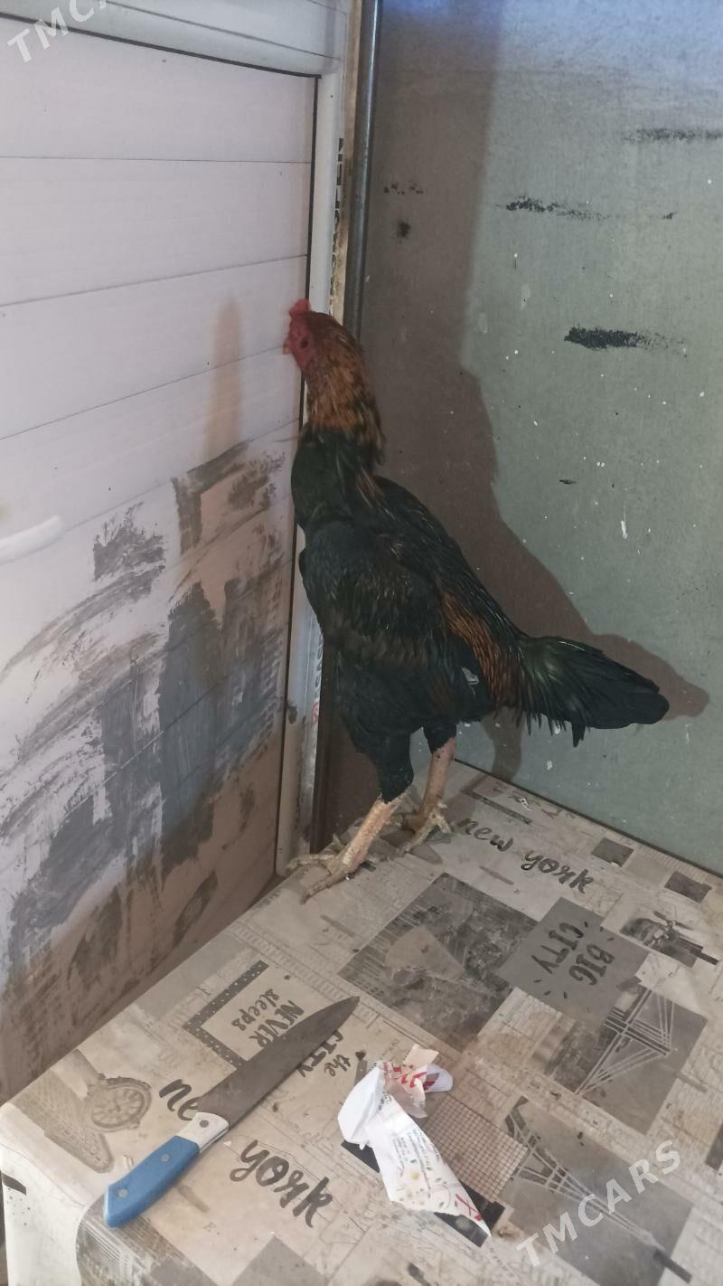 horaz - Дашогуз - img 3