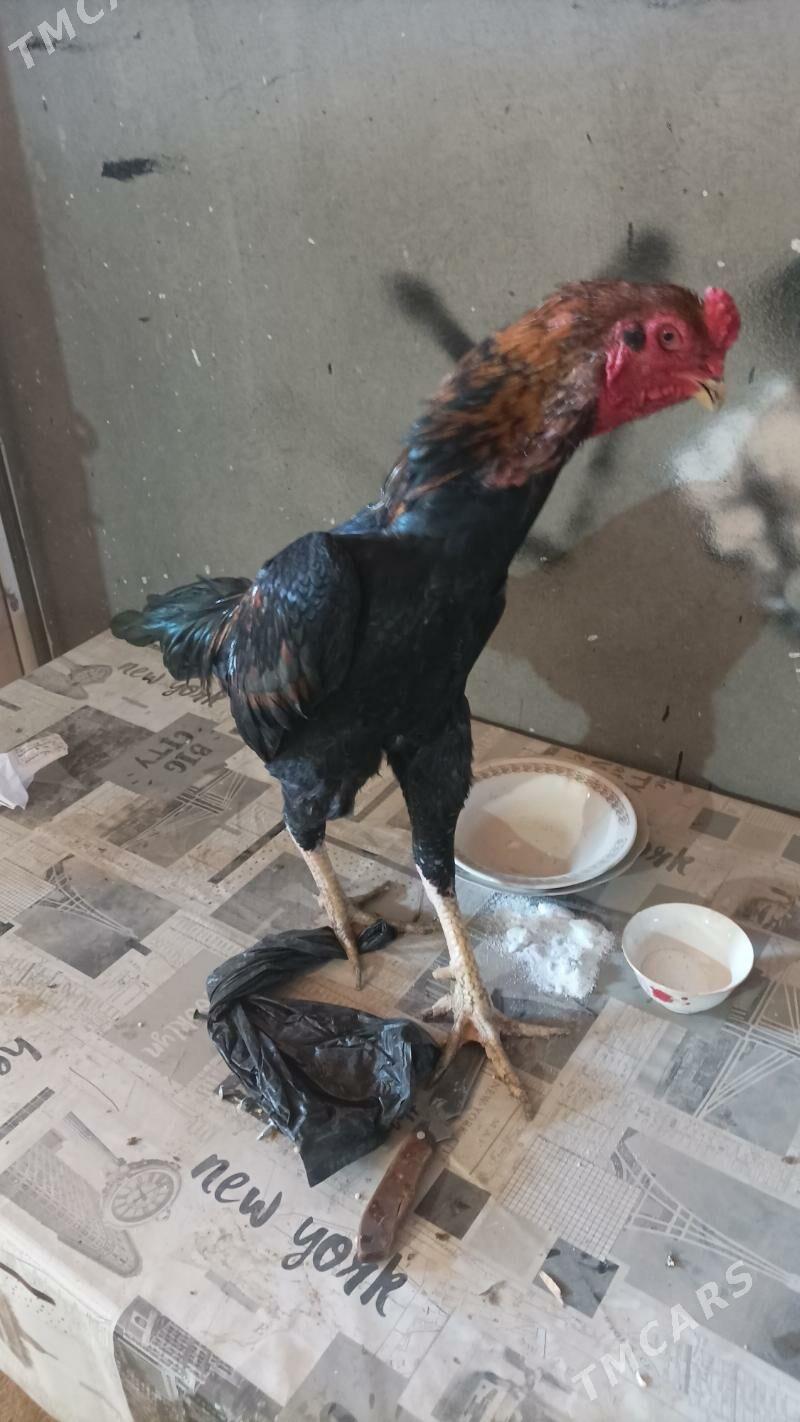 horaz - Дашогуз - img 2