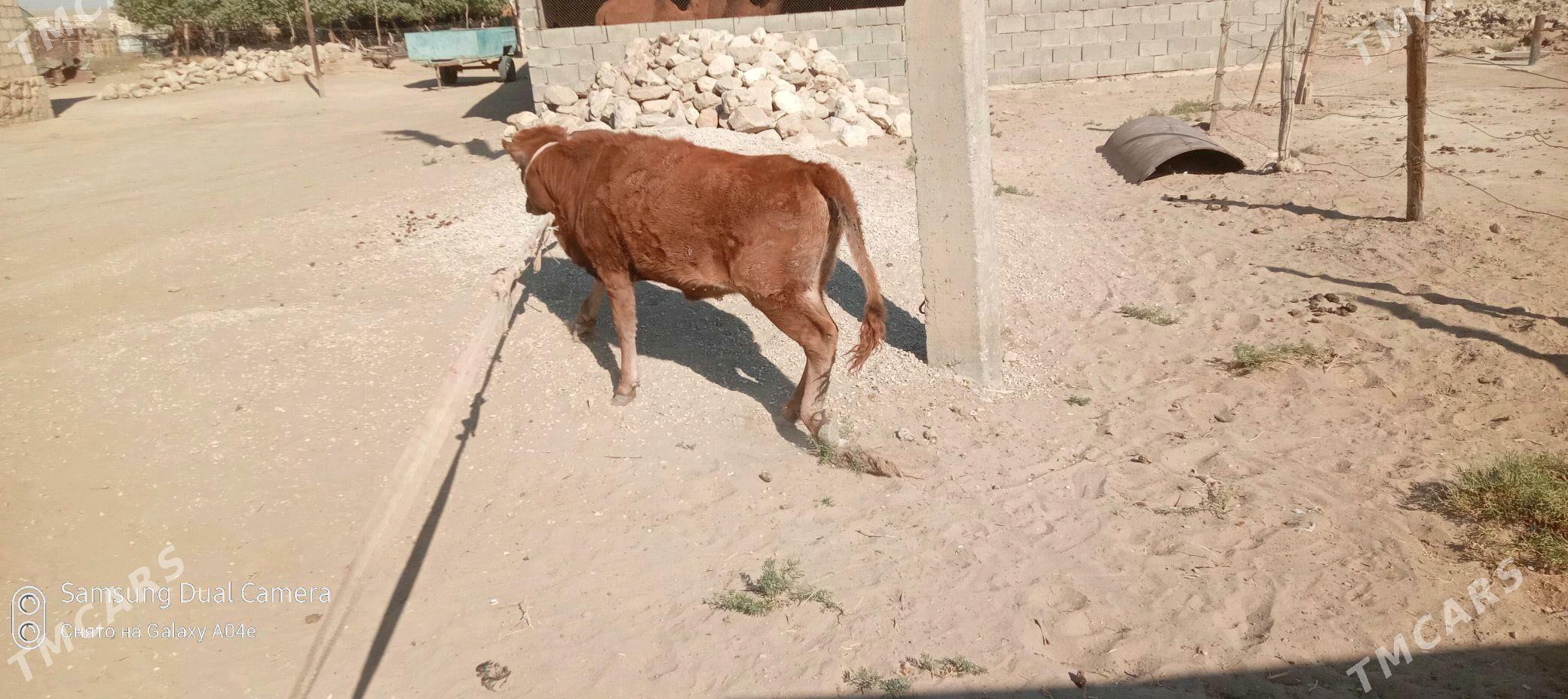 sygyr.bakylan - Берекет - img 3