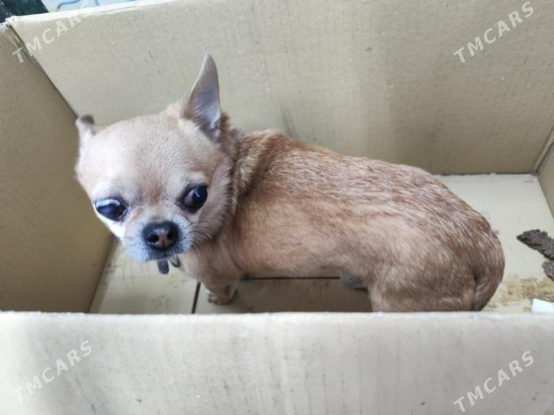 Gujuk - Ашхабад - img 4