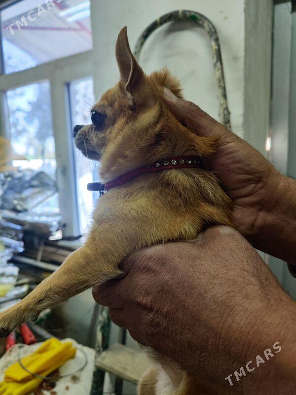 Gujuk - Ашхабад - img 3