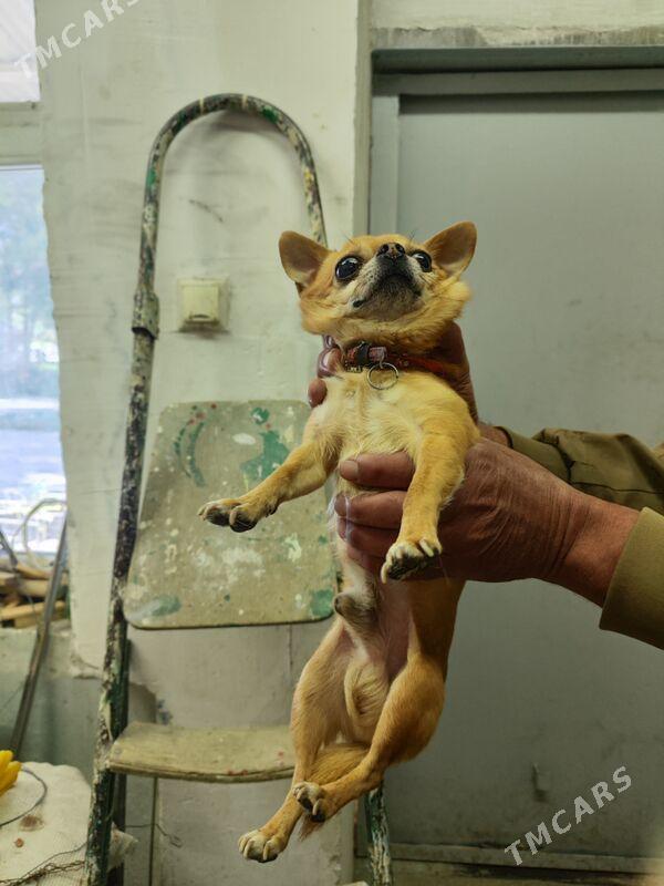 Gujuk - Ашхабад - img 2