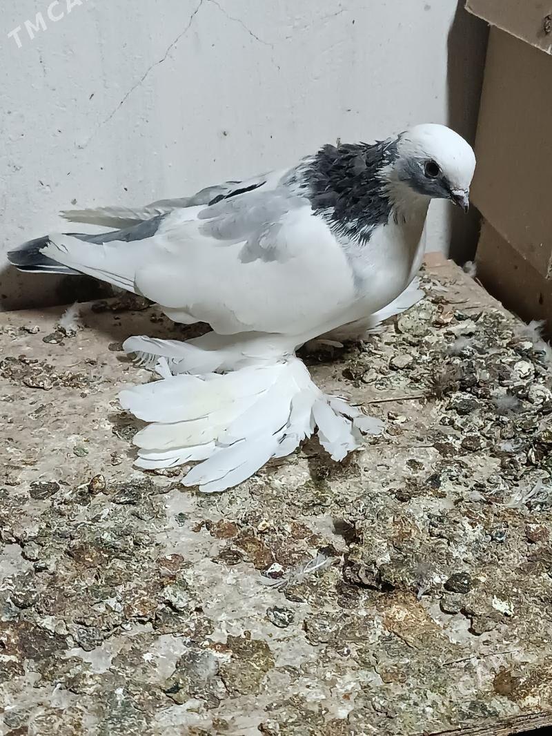 Kepderi - Мары - img 5