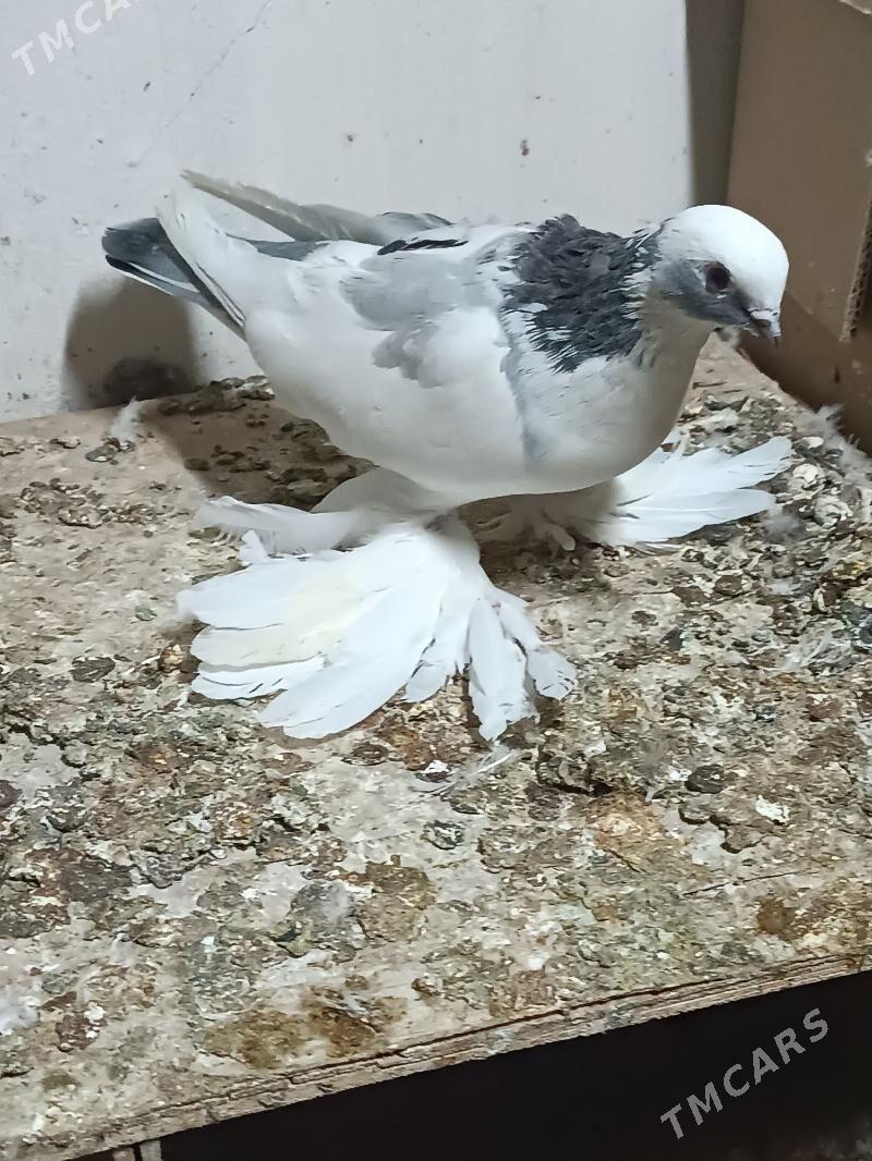 Kepderi - Мары - img 2