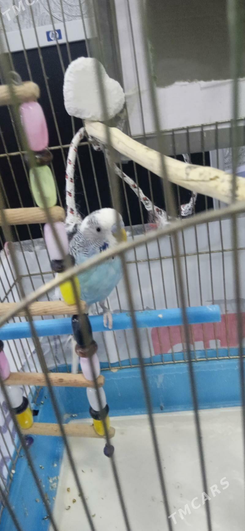 Продам попугая - Гаудан "В" - img 4