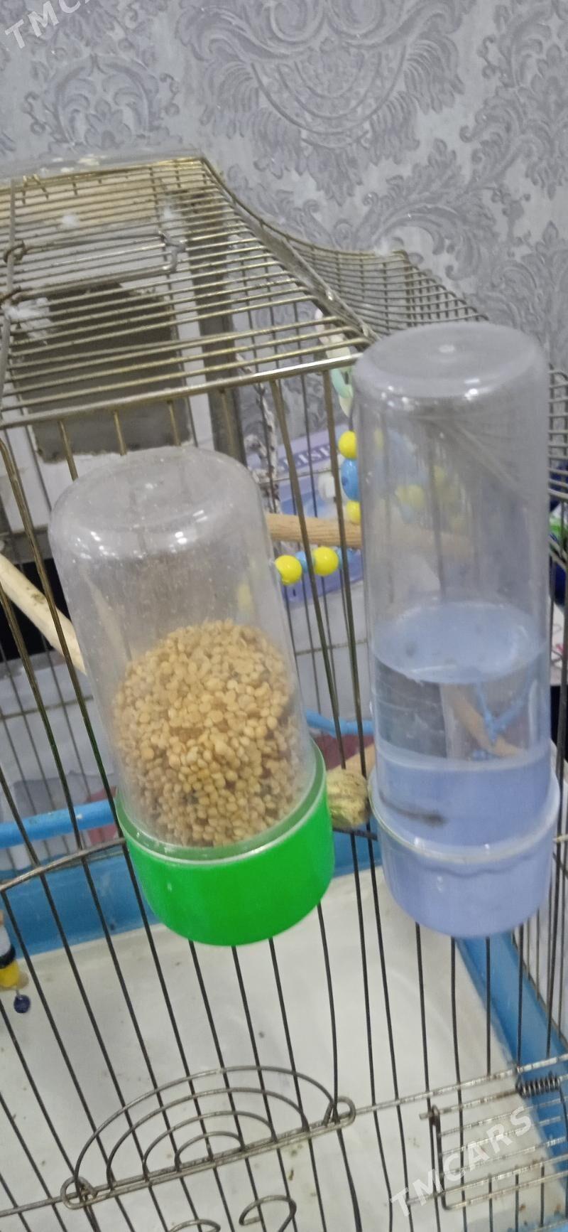 Продам попугая - Гаудан "В" - img 3