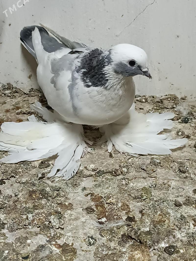 Kepderi - Мары - img 3