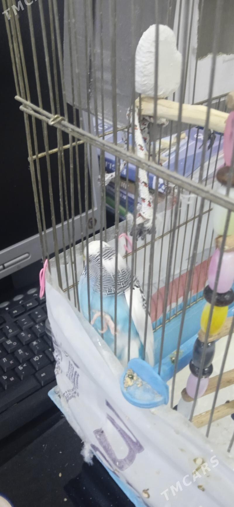 Продам попугая - Гаудан "В" - img 2